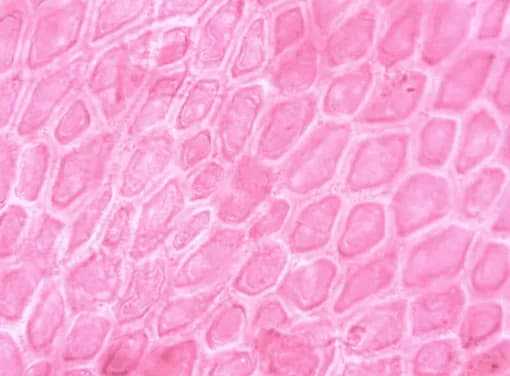 Micronutrientes